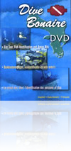 Dive Bonaire